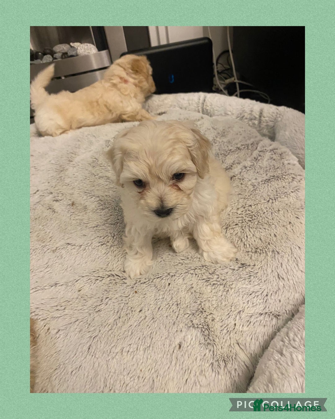 Maltipoo dogs for sale: Stunning F1 Maltipoo Puppies!!! - Image 14