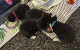 Domestic Shorthair cats for sale: 3 Kittens for Sale - Image 3