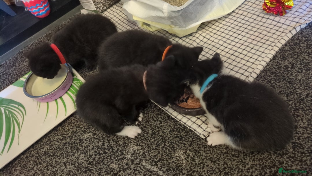 Domestic Shorthair cats for sale: 3 Kittens for Sale - Image 3