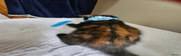 Mixed Breed cats for sale: 3  kittens😸  ready to go in Wisbech - Advert 18