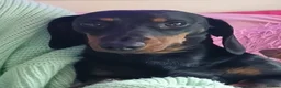 Dachshund dogs for sale: Male Dachshund- Reggie - Advert 2