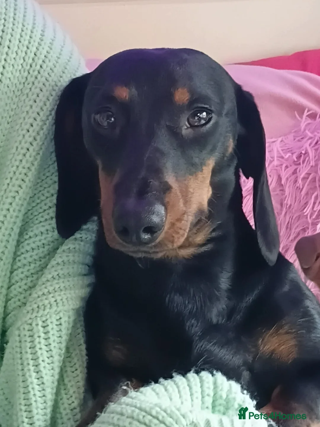 Dachshund dogs for sale: Male Dachshund- Reggie - Advert 2