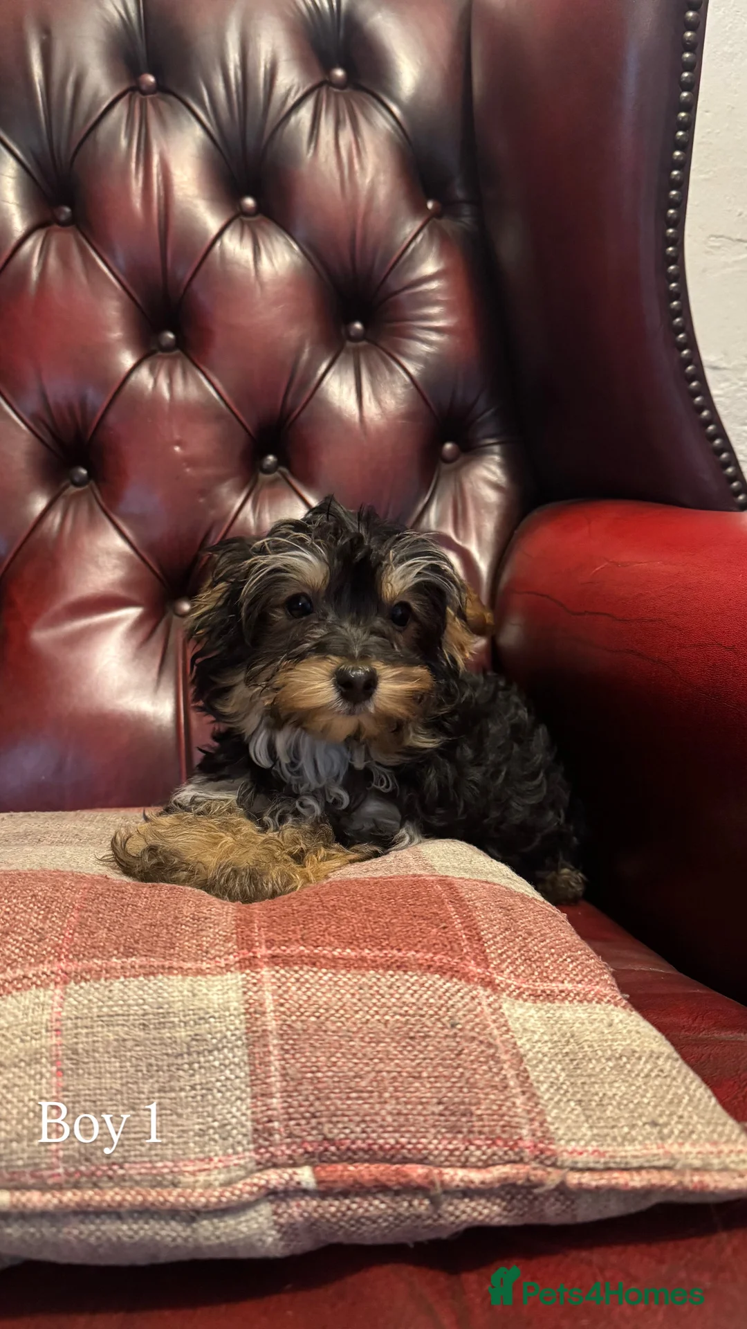 Yorkiepoo dogs for sale: Yorkiepoo puppies for sale  - Advert 1