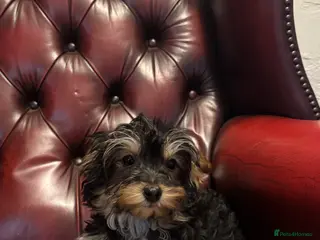Yorkiepoo dogs Yorkiepoo puppies for sale - Advert 8