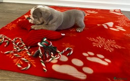 English Bulldog dogs for sale: 🐶✨ English Bulldog Puppies Available! ✨🐶 - Advert 5