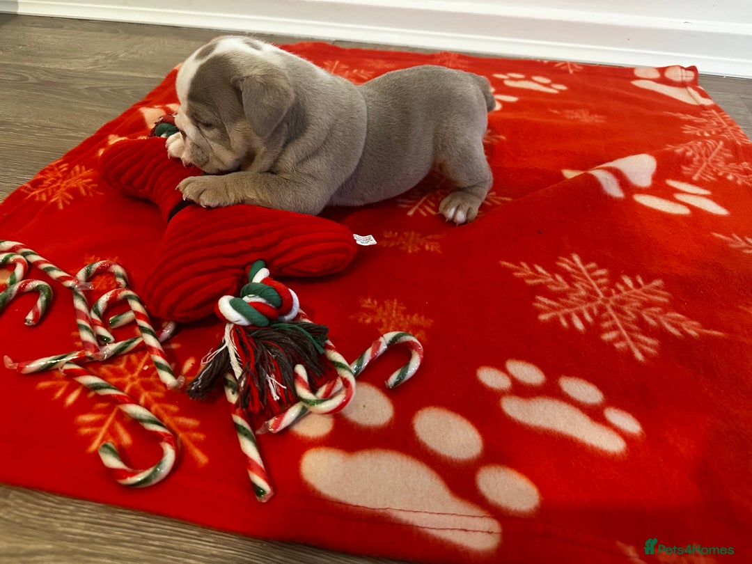 English Bulldog dogs for sale: 🐶✨ English Bulldog Puppies Available! ✨🐶 - Advert 5