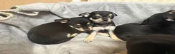 Mixed Breed dogs for sale: 🐶Chihuahua × Miniature Pinscher Puppies  - Advert 7