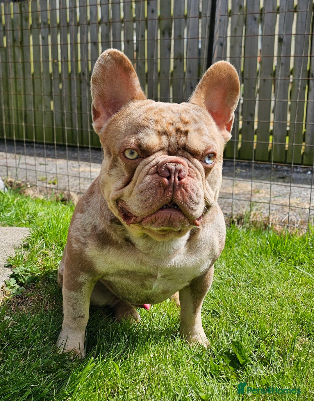 French Bulldog dogs for stud: Exceptional isabella and tan merle for stud in Aberdeen - Advert 3