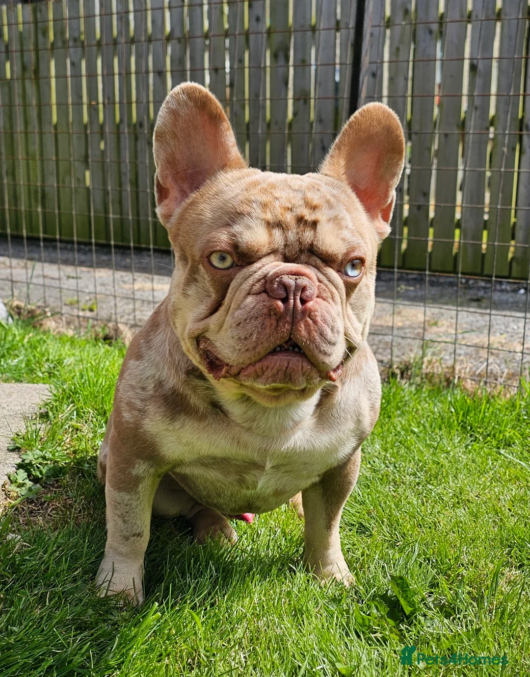 French Bulldog dogs for stud: Exceptional isabella and tan merle for stud in Aberdeen - Advert 3