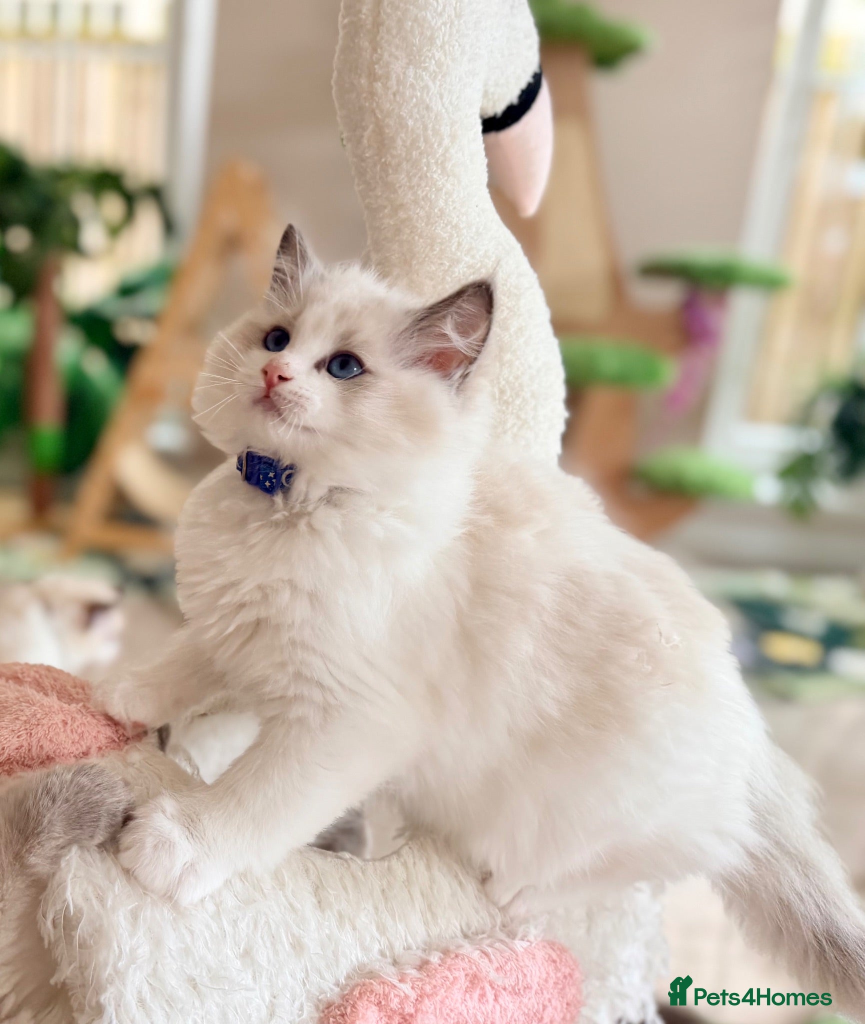Ragdoll cats Elite TICA Ragdoll Kittens from Champion Lines  - Advert 1