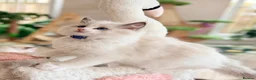 Ragdoll cats for sale: Elite Champion Lines TICA reg Ragdoll kittens - Advert 2