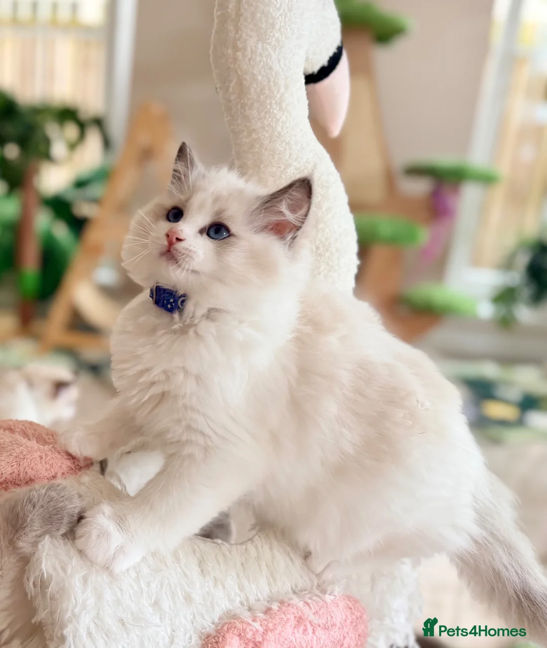 Ragdoll cats for sale: Elite Champion Lines TICA reg Ragdoll kittens - Advert 2