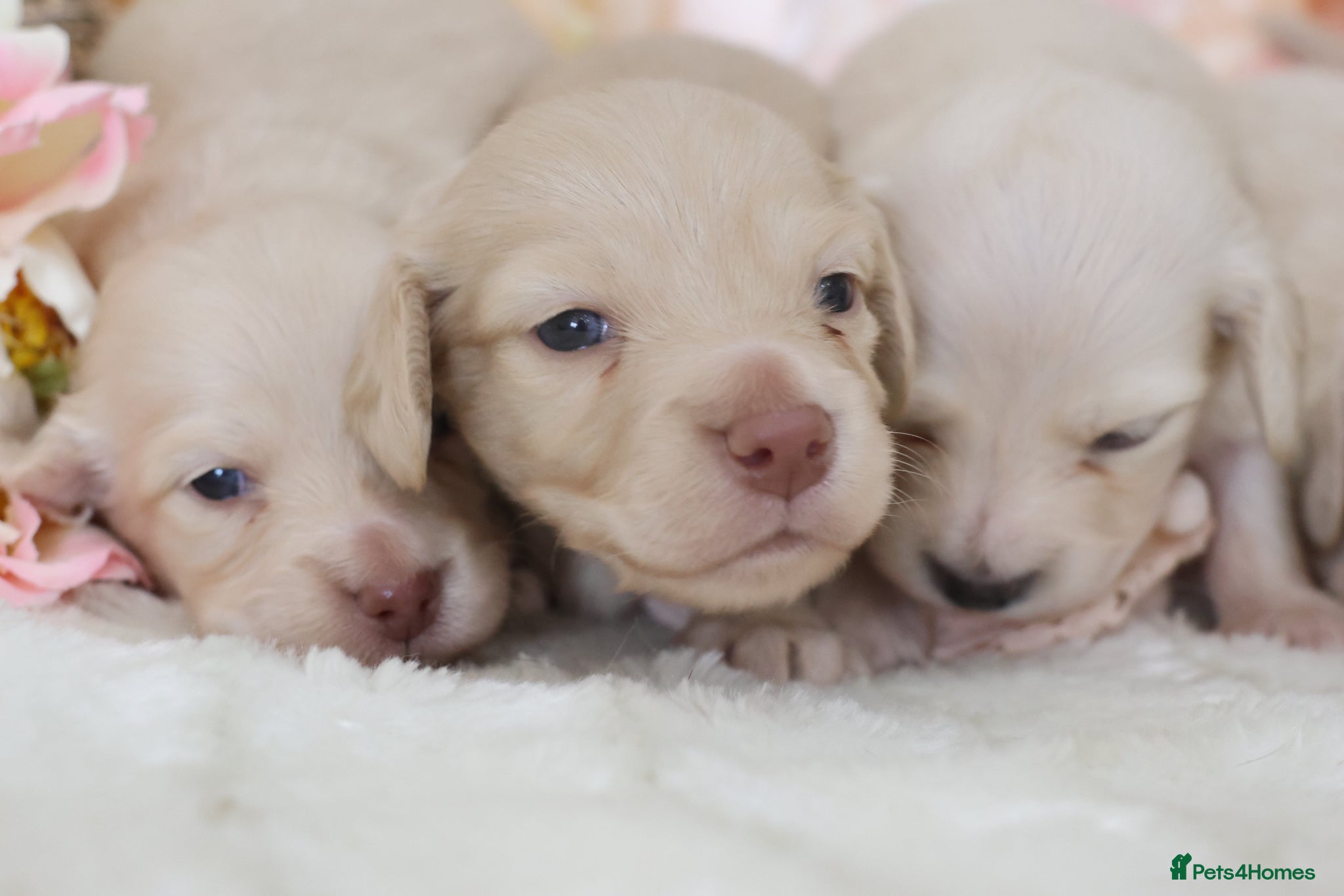 Miniature Dachshund dogs KC Cream Longhair Miniature Dachshund Puppies - Advert 5