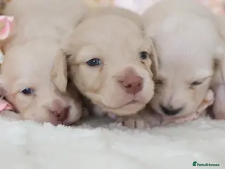 Miniature Dachshund dogs KC Cream Longhair Miniature Dachshund Puppies - Advert 5