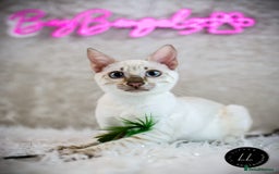 Bengal cats for sale: Beautiful Silver Lynx Bengal Kitten - Image 10