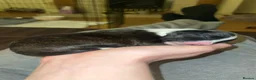Mixed Breed dogs for sale: Adorable Chi-poo Puppies - Advert 4