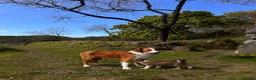 Mixed Breed dogs for sale: Collie pups (2 Male)   in Isle of Mull - Advert 2