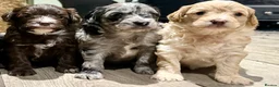 Cavapoo dogs for sale: Beautiful F1B Cavapoo puppies  - Advert 12