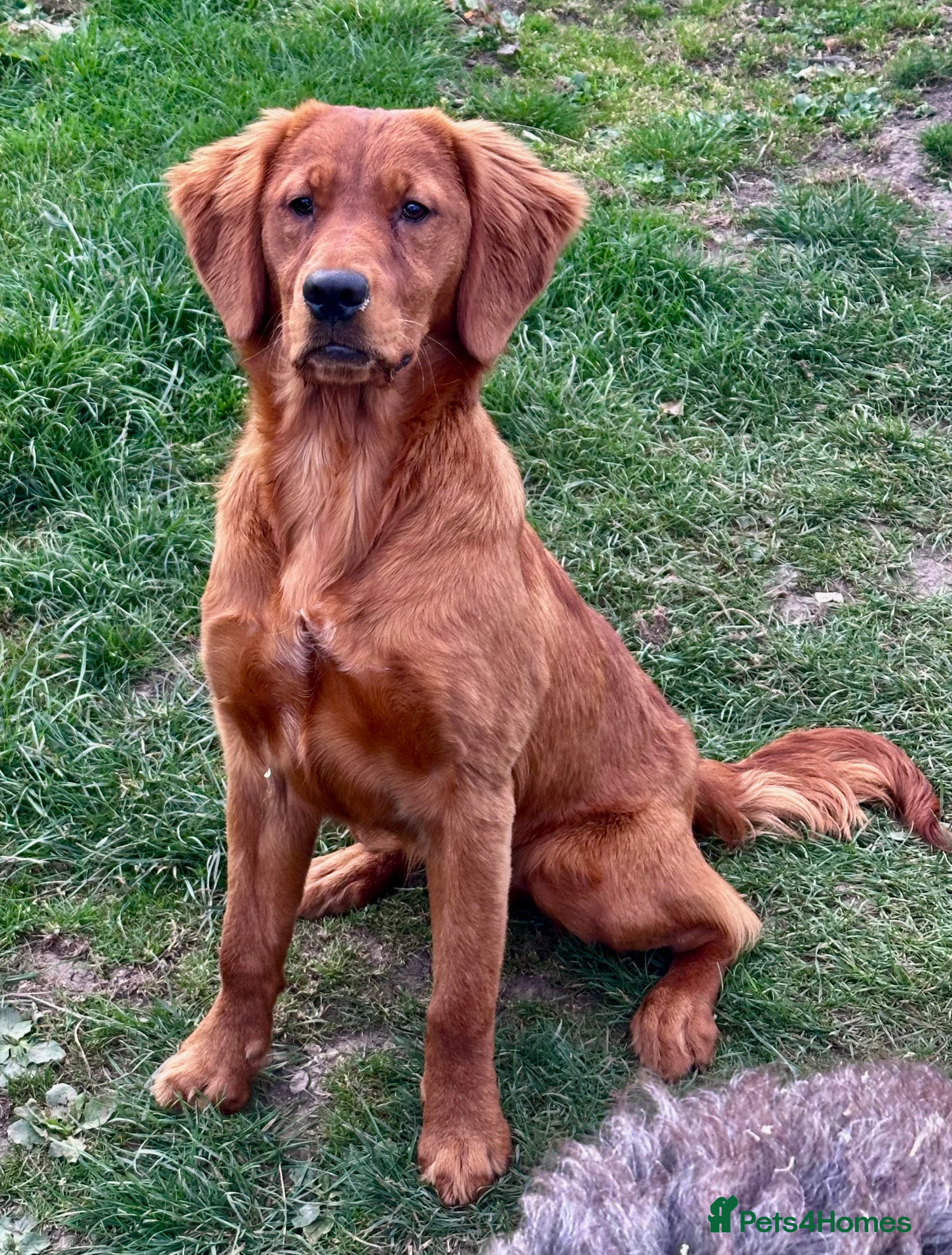 Mini Goldendoodle dogs Extensively health tested F1 goldendoodle puppies  - Advert 2