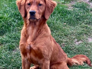 Mini Goldendoodle dogs Extensively health tested F1 goldendoodle puppies - Advert 2