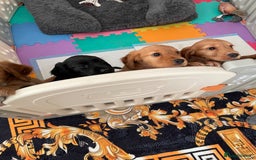 Cocker Spaniel dogs for sale:  Cocker spaniel puppies  - Advert 2