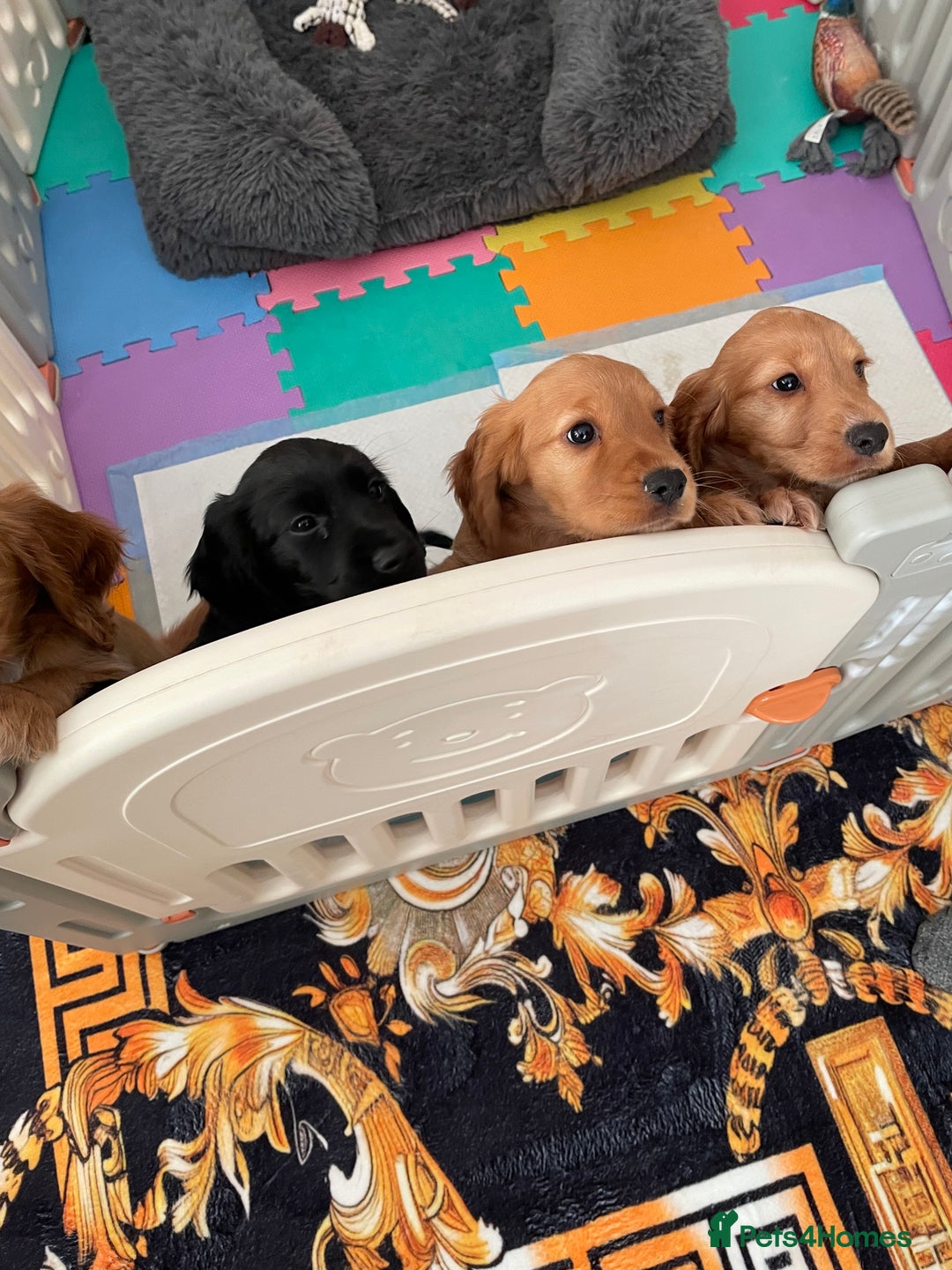 Cocker Spaniel dogs for sale:  Cocker spaniel puppies  - Advert 2