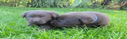 Labrador Retriever dogs for sale: Chocolate Labradors Puppies,Health Tested Parents  - Advert 13