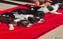 Cocker Spaniel dogs for sale: A stunning litter of show cocker spaniels  - Image 9
