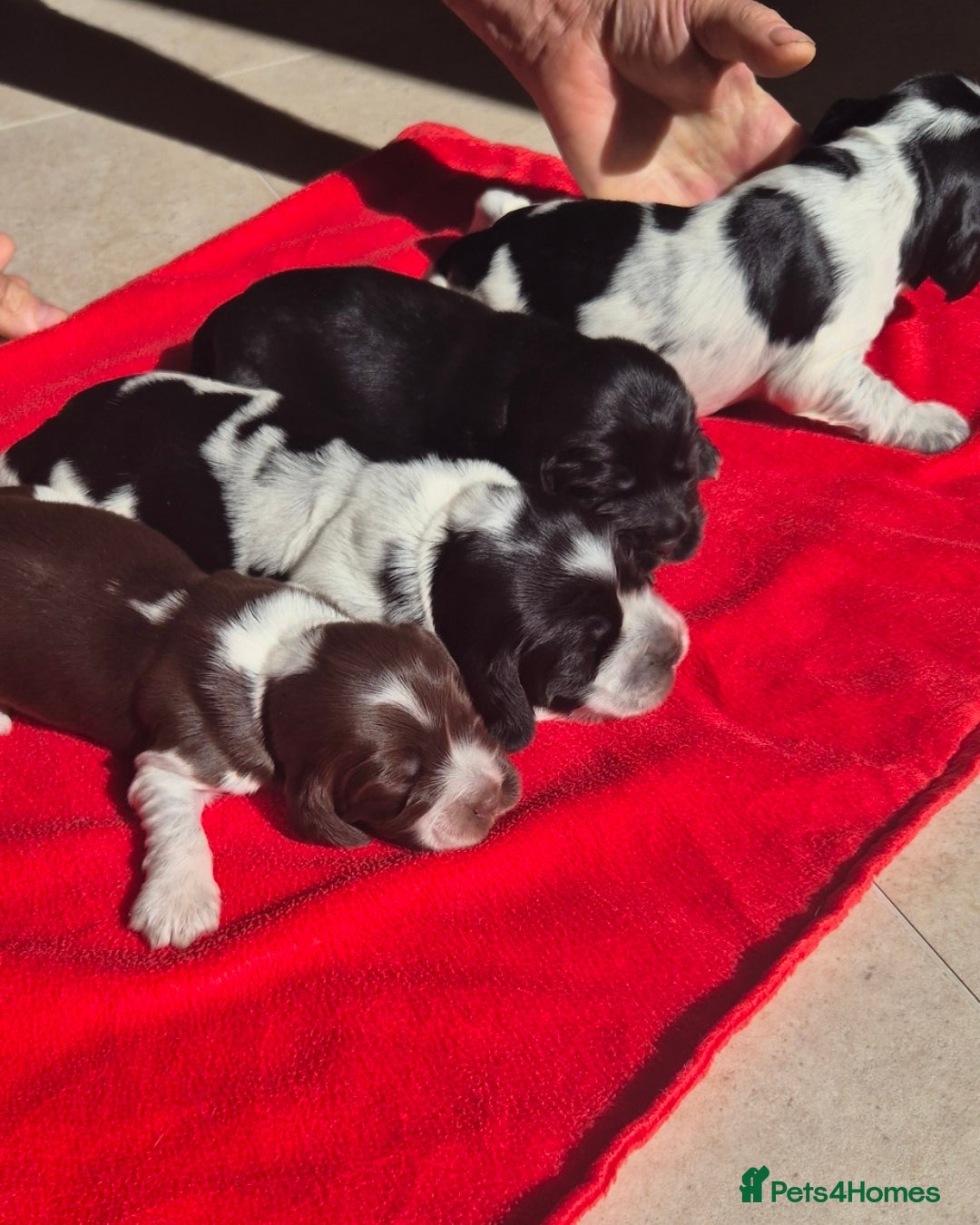 Cocker Spaniel dogs for sale: A stunning litter of show cocker spaniels  - Image 9