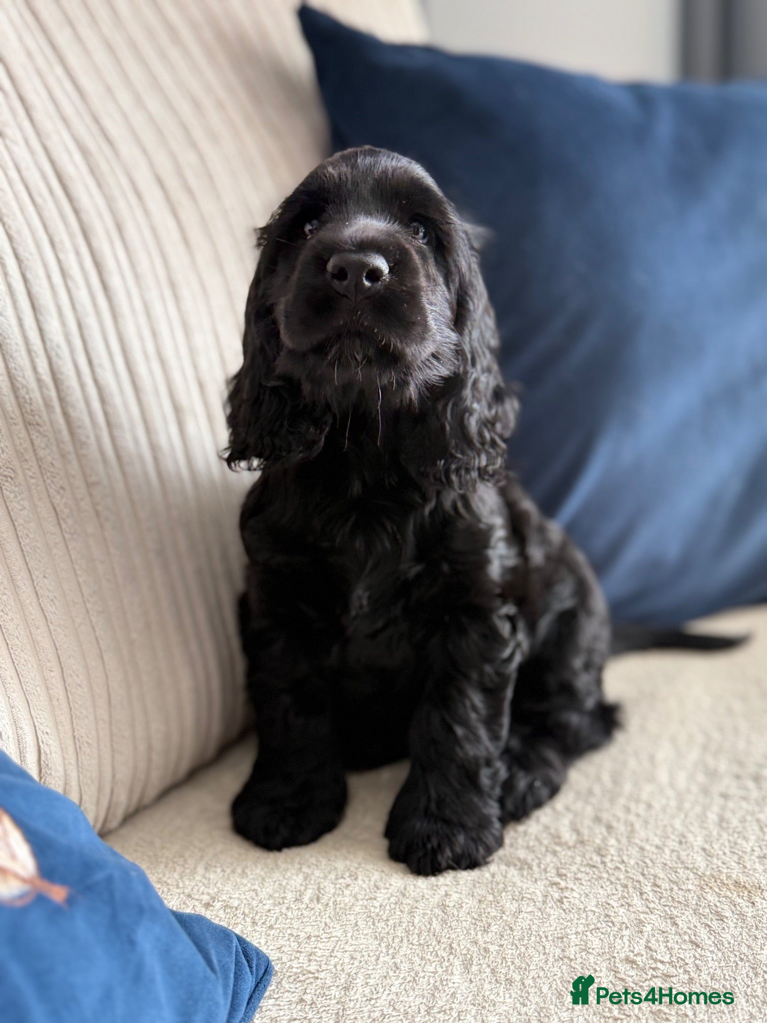 Cocker Spaniel dogs  Only 2 left KC Registered Show Cocker Spaniel  - Advert 2