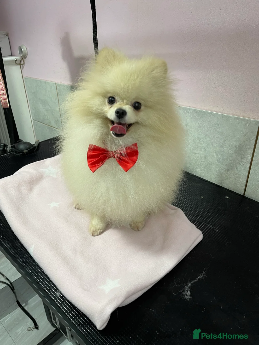Pomeranian dogs for sale: Pomeranian Stud in Rugby - Advert 3