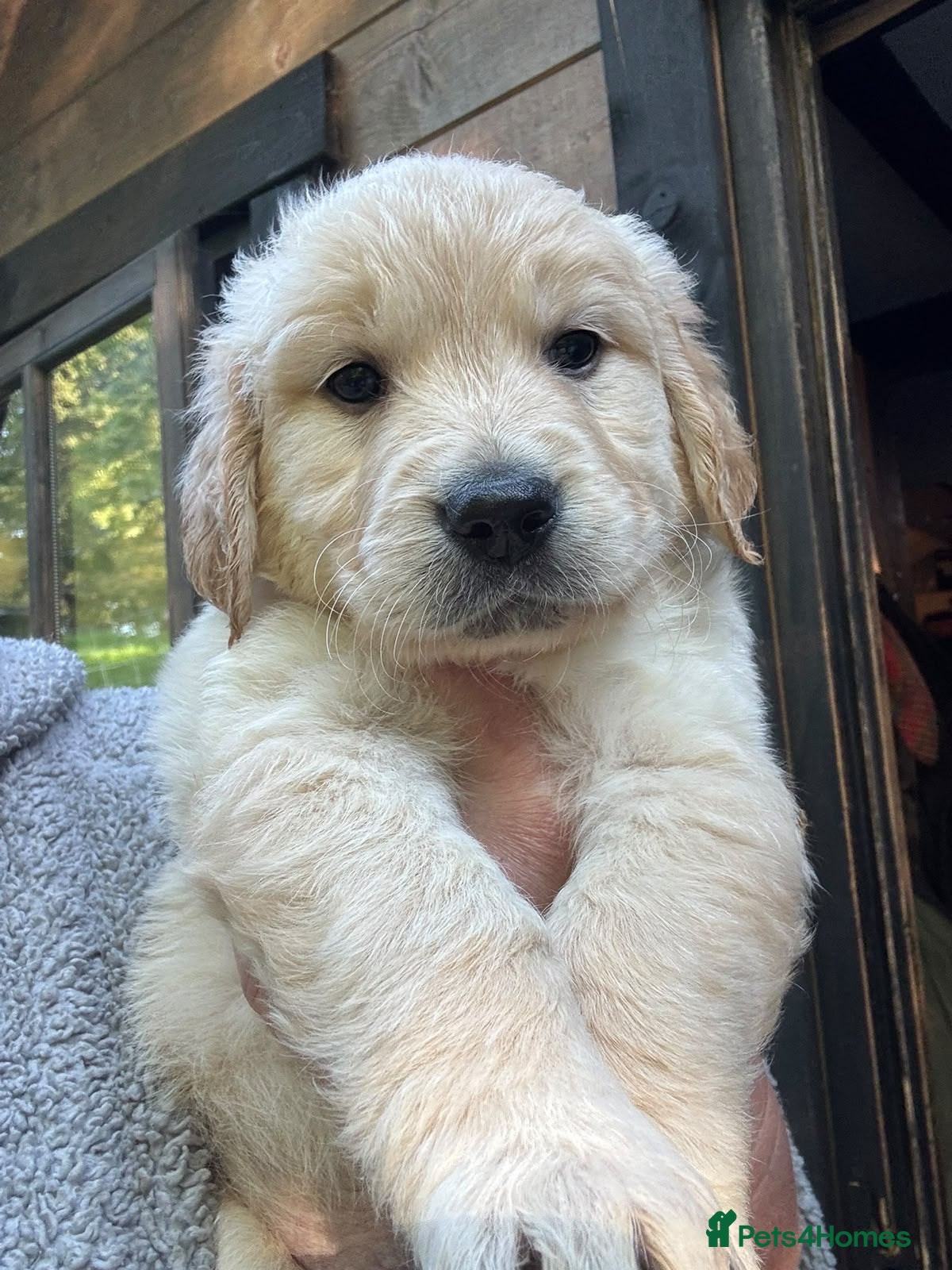 Golden Retriever dogs Golden Retriever puppies for sale - Advert 10