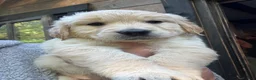 Golden Retriever dogs for sale: Golden Retriever female puppy for sale - Advert 2
