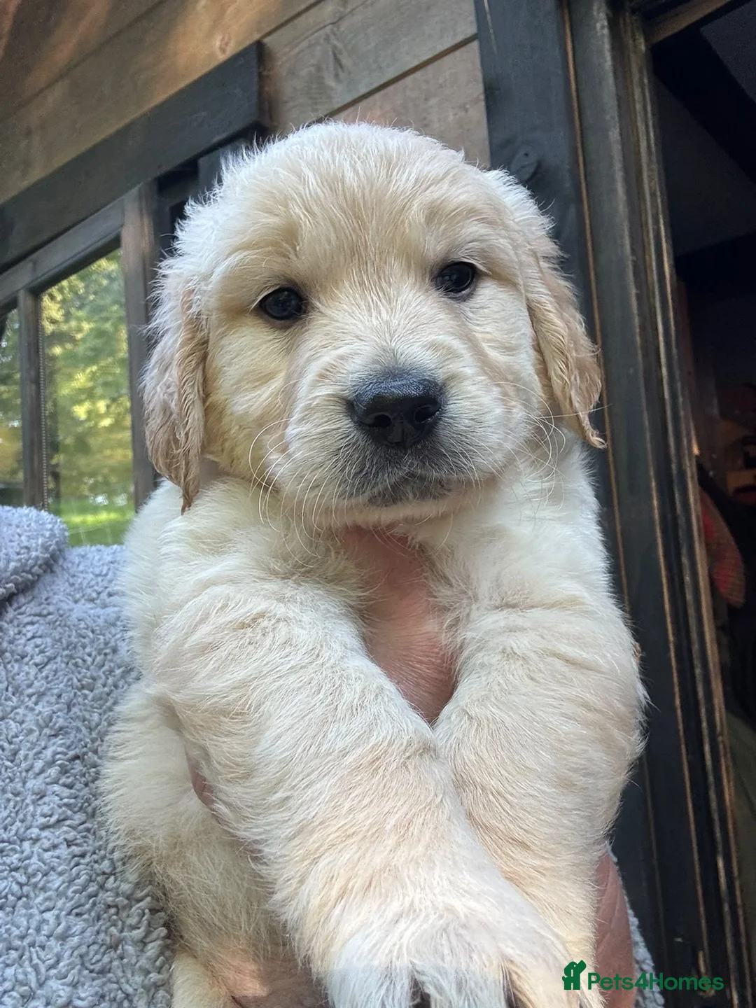 Golden Retriever dogs for sale: Golden Retriever female puppy for sale - Advert 2