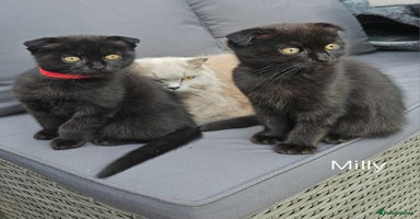 Mixed Breed cats - Advert 11