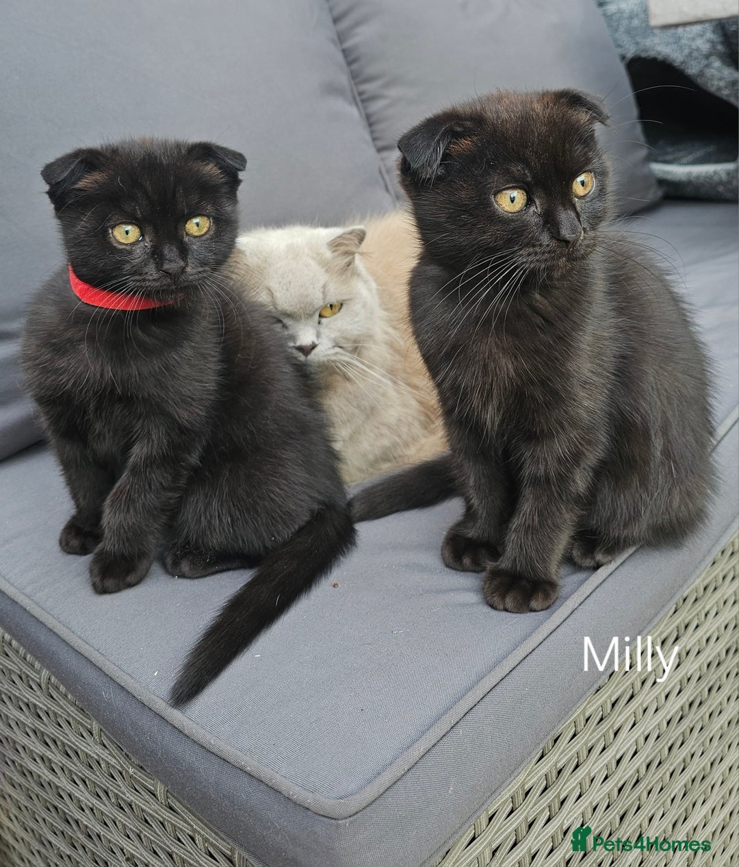 Mixed Breed cats for sale: Scottish Fold Kittens!Rare 🍫chocolate colour🐱 - Image 3