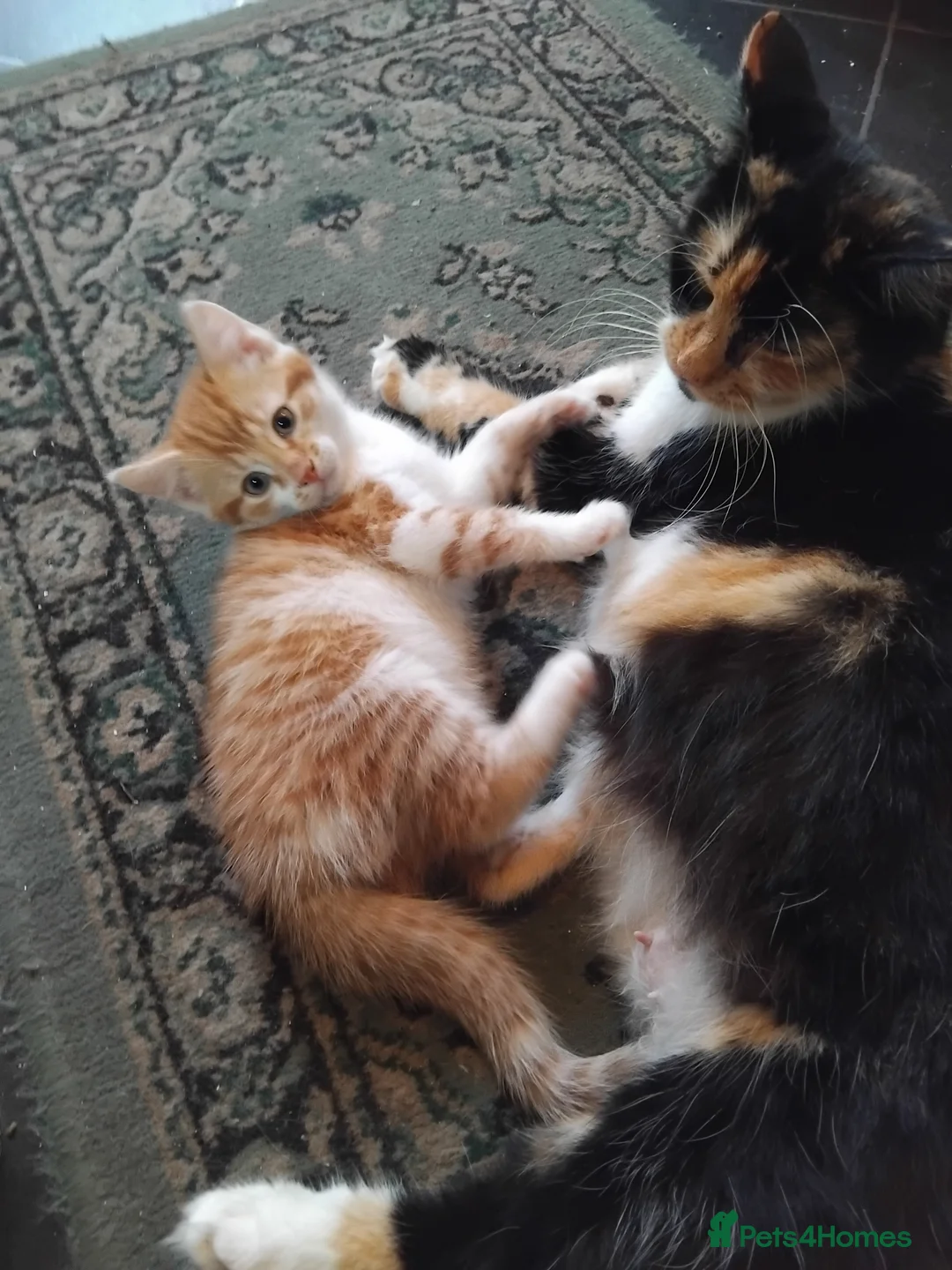 Mixed Breed cats for sale: beautiful kittens 😸 ready for new home  in Birmingham - Advert 1