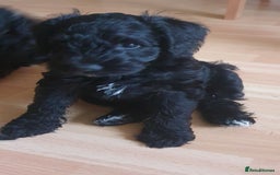 Mixed Breed dogs for sale: SCHNOODLE PUPPIES  - Image 2