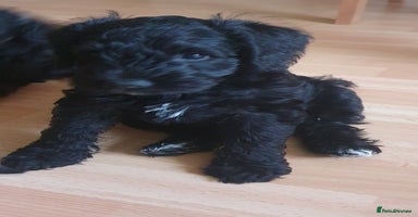 Mixed Breed dogs - Advert 4