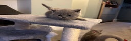 British Shorthair cats for sale: BSH kittens for sale from pedigree parents - Advert 18