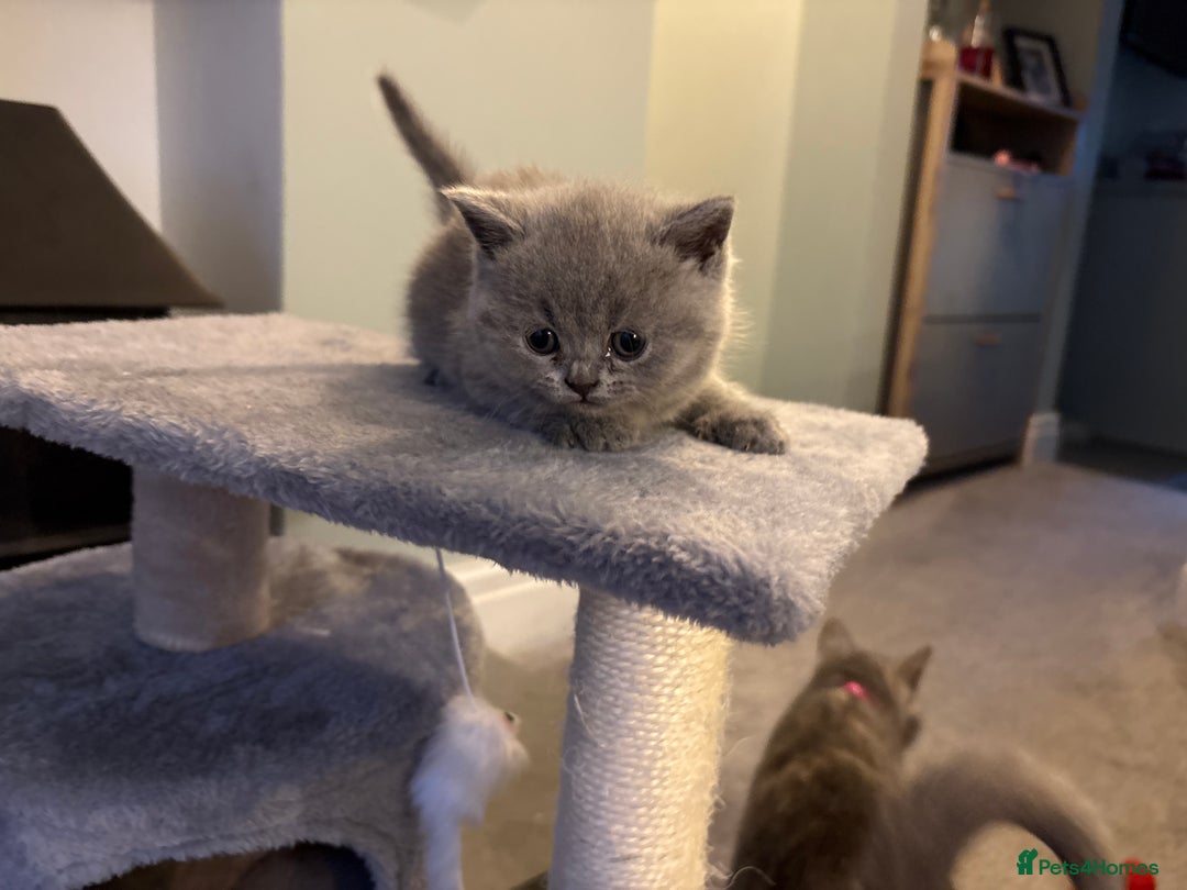 British Shorthair cats for sale: BSH kittens for sale from pedigree parents - Advert 18