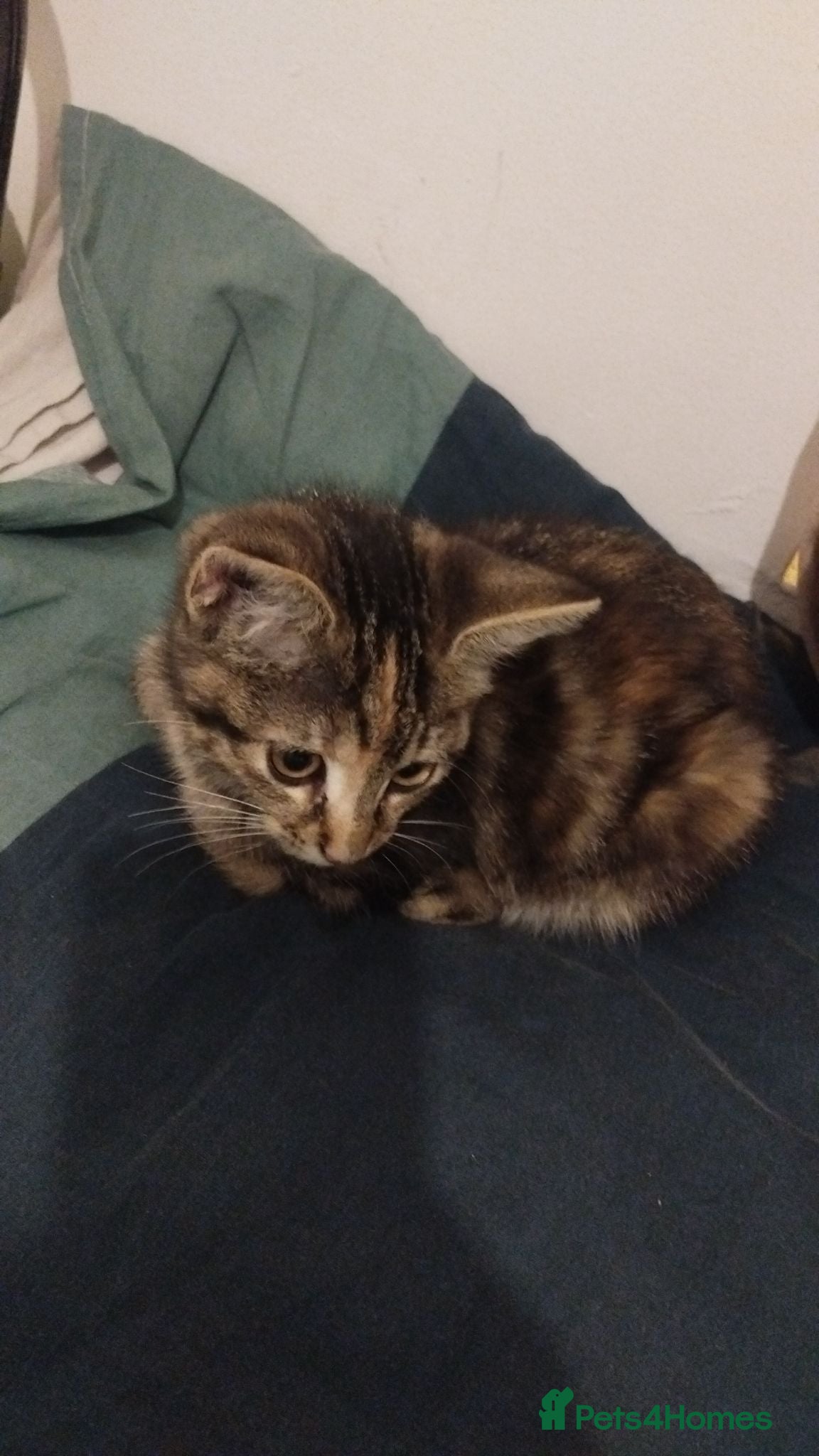 Toyger cats Playful and loving kitten for sale - Advert 6