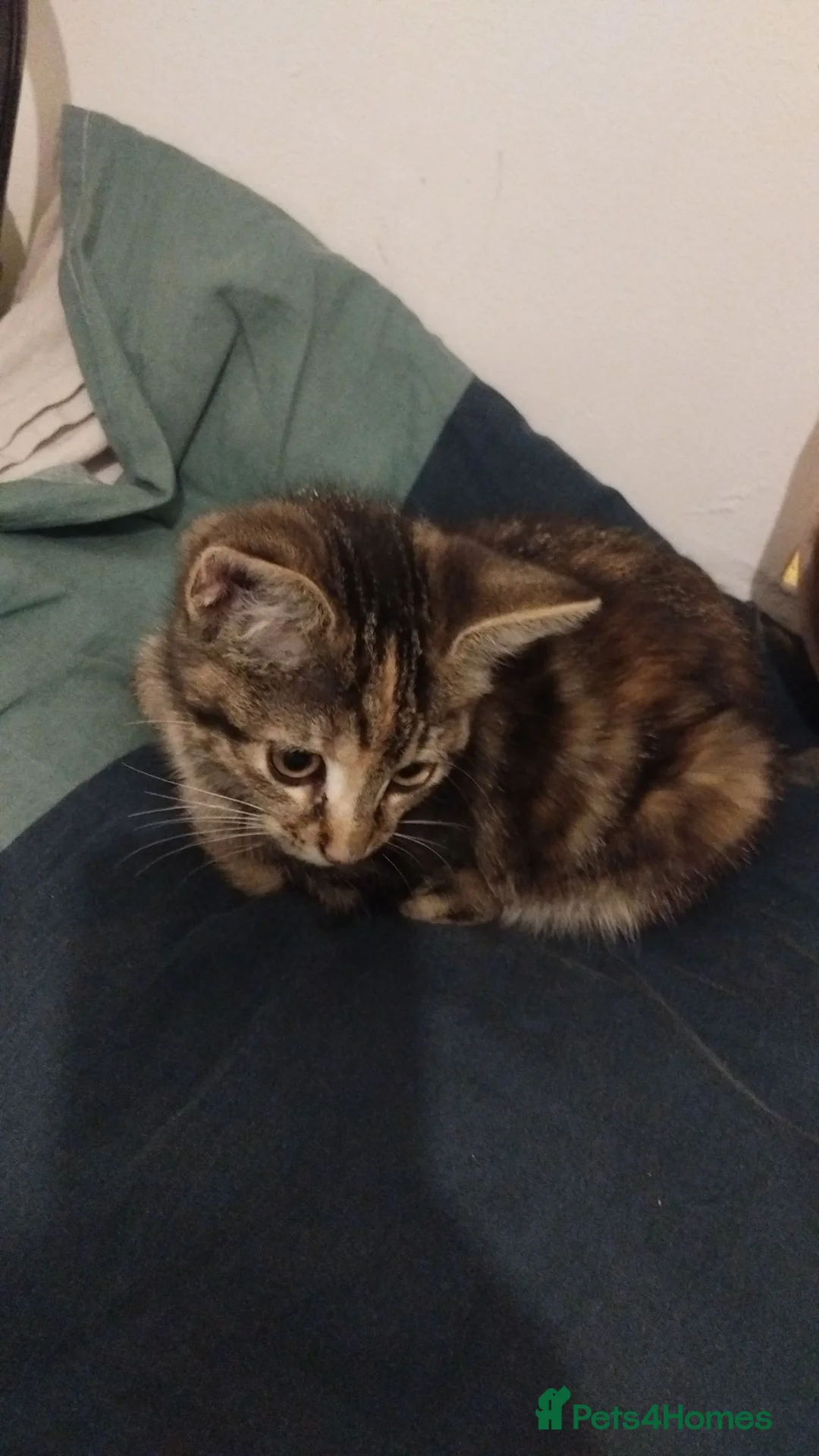 Toyger cats for sale: Playful and loving kitten for sale in Birmingham - Advert 1