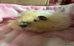 Guinea Pig rodents for sale: Alpaca sow  - Image 5