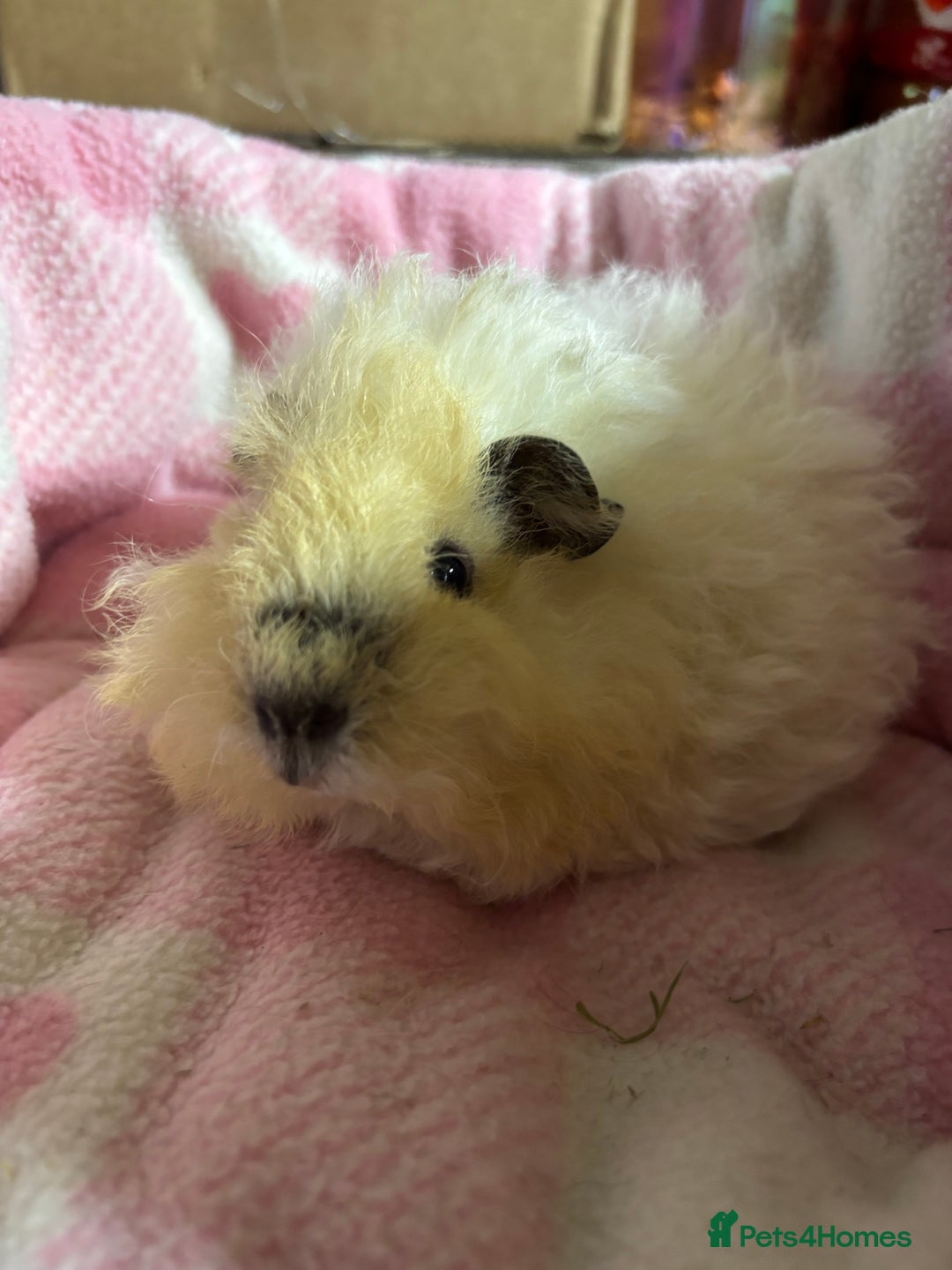 Guinea Pig rodents for sale: Alpaca sow  - Image 5