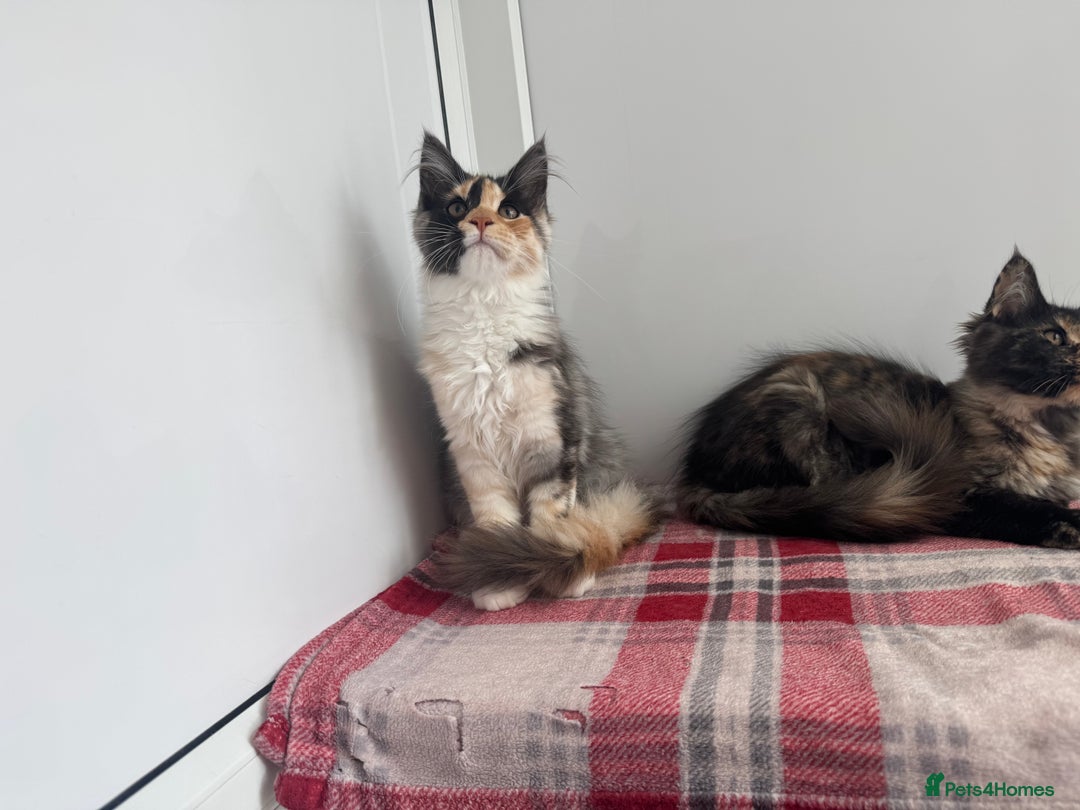 Maine Coon cats for sale: Beautiful Maine coon girl - Advert 7
