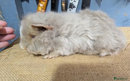 Guinea Pig rodents for sale: Beautiful swiss baby boars  - Advert 3