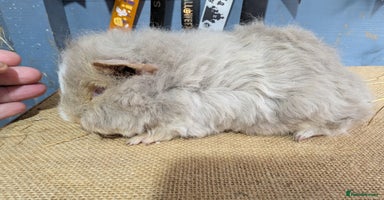 Guinea Pig rodents Beautiful swiss baby boars  - Advert 12