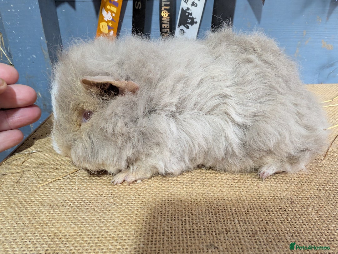 Guinea Pig rodents for sale: Beautiful swiss baby boars  - Advert 3