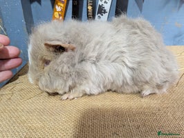 Guinea Pig rodents Beautiful swiss baby boars - Advert 1